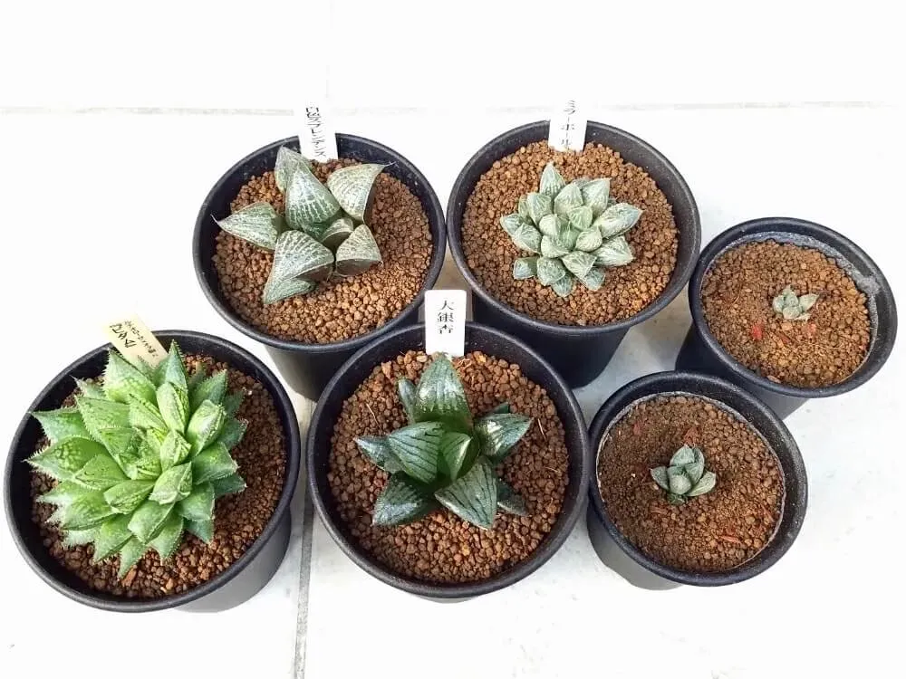 多肉植物 赤玉土だけは本当に良い？プロが教える失敗回避の必須知識